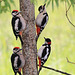 Knock, knock. Who's there? The woodpecker family!