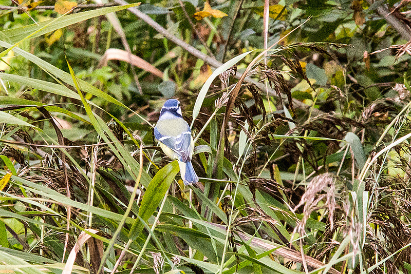 20151006 8960VRTw [D~MS] Blaumeise,  Münster