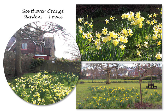 Daffodils - Southover Grange Gardens - Lewes - 3.3.2016