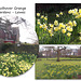 Daffodils - Southover Grange Gardens - Lewes - 3.3.2016