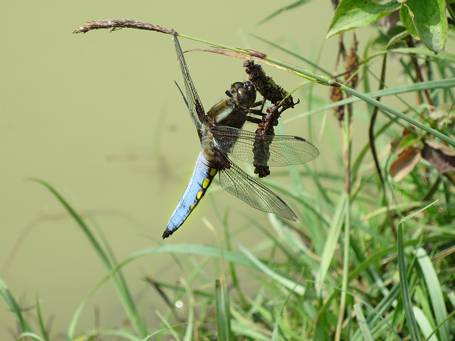 Dragonfly