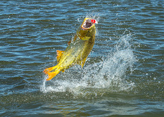 dourado pesca mato grosso