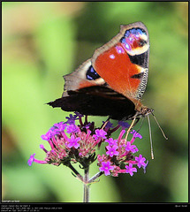 IMG 8603.jpg  Vlinders rood