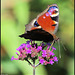 IMG 8603.jpg  Vlinders rood