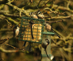 Lunch time for long-tailed tits