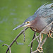 Green Heron