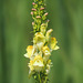 Butter-and-eggs (Common Toadflax)