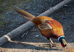 Pheasant