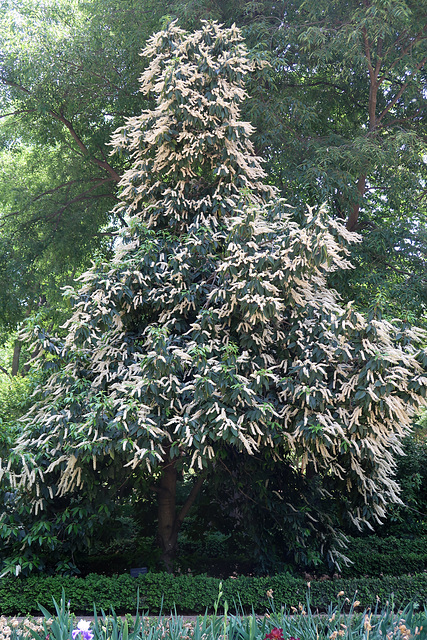 Real Jardin Botanico de Madrid