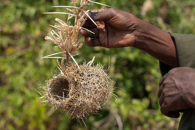 Oven Bird Nest - Queen Victoria Park, Uganda