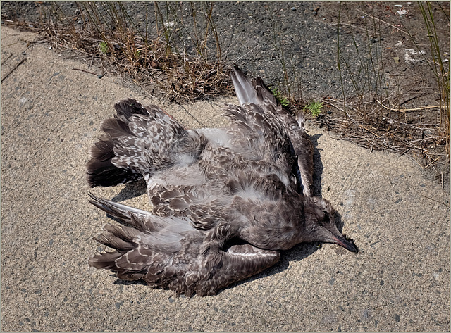 Young gull gone early