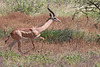 Male gerenuk (Explored)