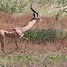 Male gerenuk (Explored)