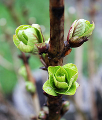 Blattknospen