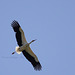 Storch in der Luft (Wilhelma)