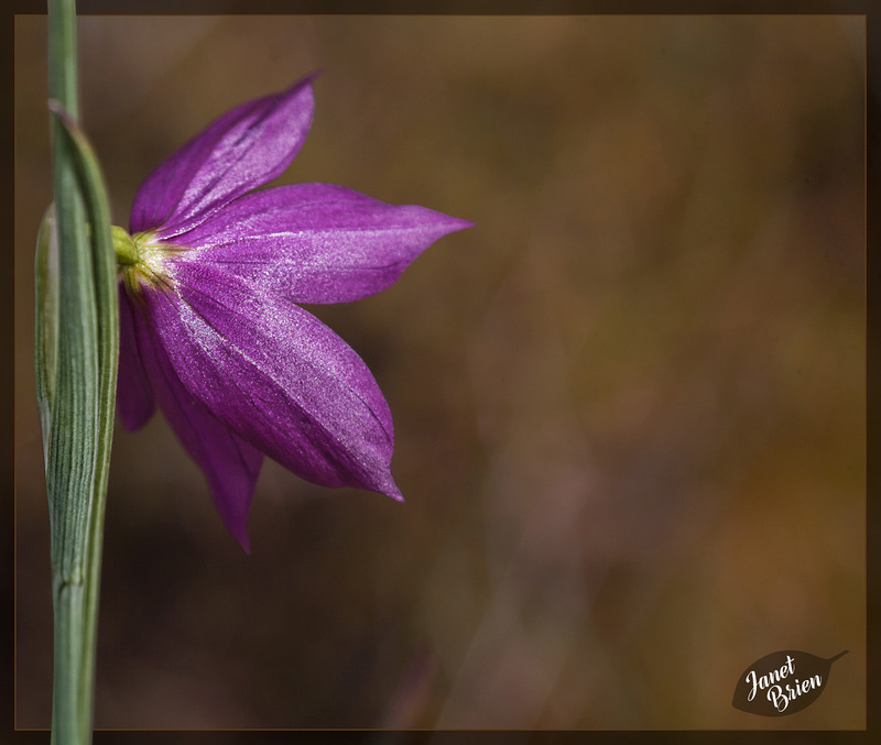 178/366: A Rear View of a Lovely Grass Widow