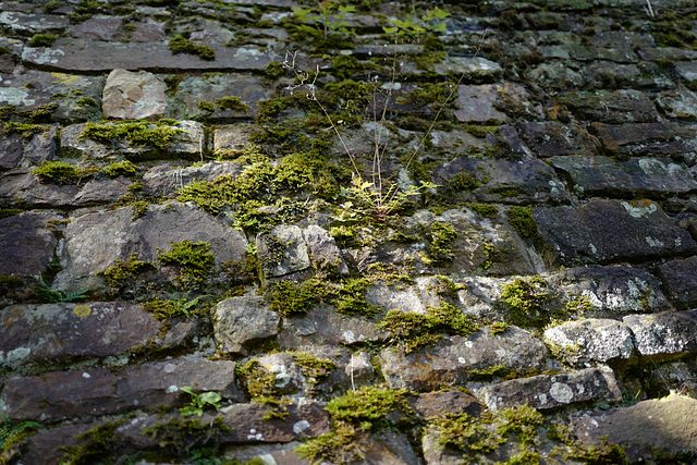 mur de la douve Est avec un brin d'herbe, Cerisy