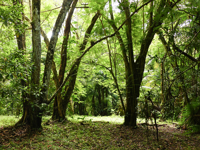 Rain forest, Asa Wright, Bellbird walk