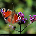 IMG 8614.jpg  Vlinders rood