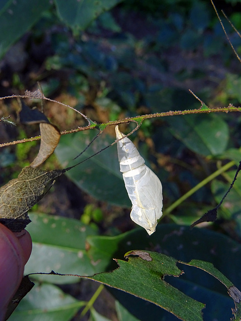 Left Pupa