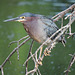 Green Heron