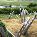 Ancient graveyard overlooking the estuary