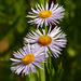 Tufted Fleabane?