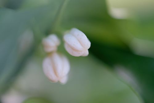 DSCF8137