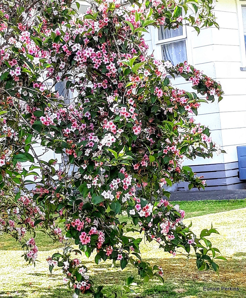 Flowering Tree