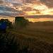 Harvesting at Sunset