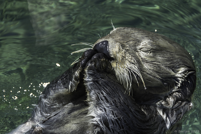 Vancouver Aquarium (© Buelipix)