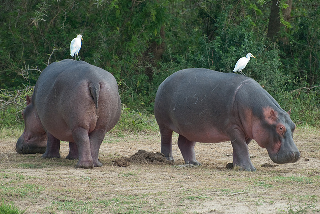 Hitching A Ride - Queen Victoria Park, Uganda