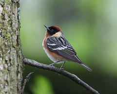 paruline à flancs marron / bay-breasted warbler