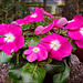 Catharanthus roseus Catharanthus roseus