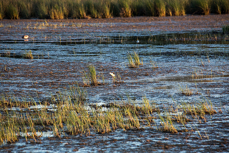 20150525 8228VRAw [F] Sumpf, Reiher, Ente, Stelzenläufer, Tour Carbonnière, Camargue