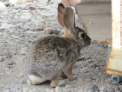 Junkyard Bunny