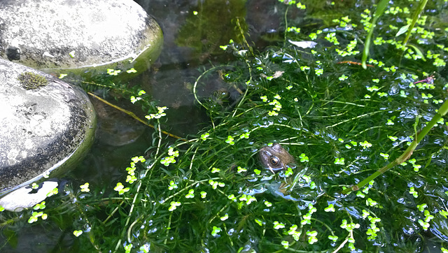 Garden Pond