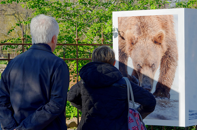 Expo d'ours (6)