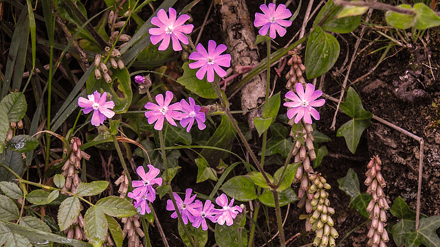 20190611 5017CPw [R~GB] Rote Lichtnelke (Silene dioica), Liangwm, Black Tar Point, Wales