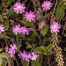 20190611 5017CPw [R~GB] Rote Lichtnelke (Silene dioica), Liangwm, Black Tar Point, Wales