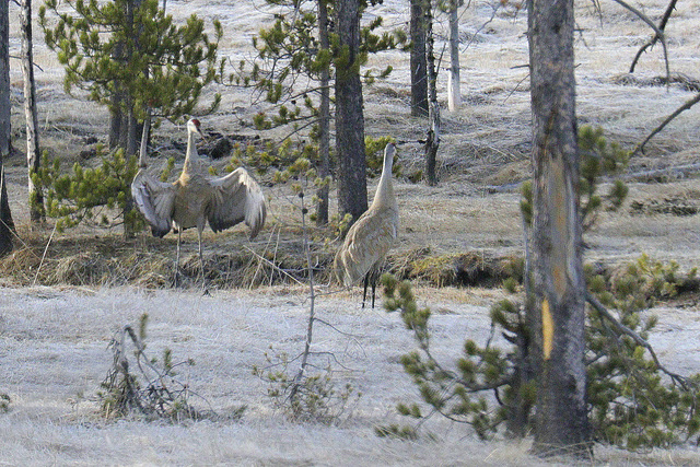 Sandhill Cranes