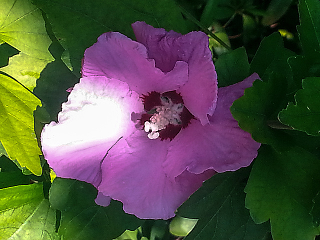 20150803 088Hw [D~RI] Roseneibisch (Hibiscus), Rinteln