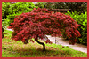 Acer palmatum