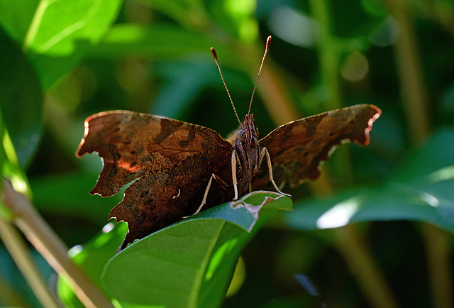 a comma butterfly on the watch !