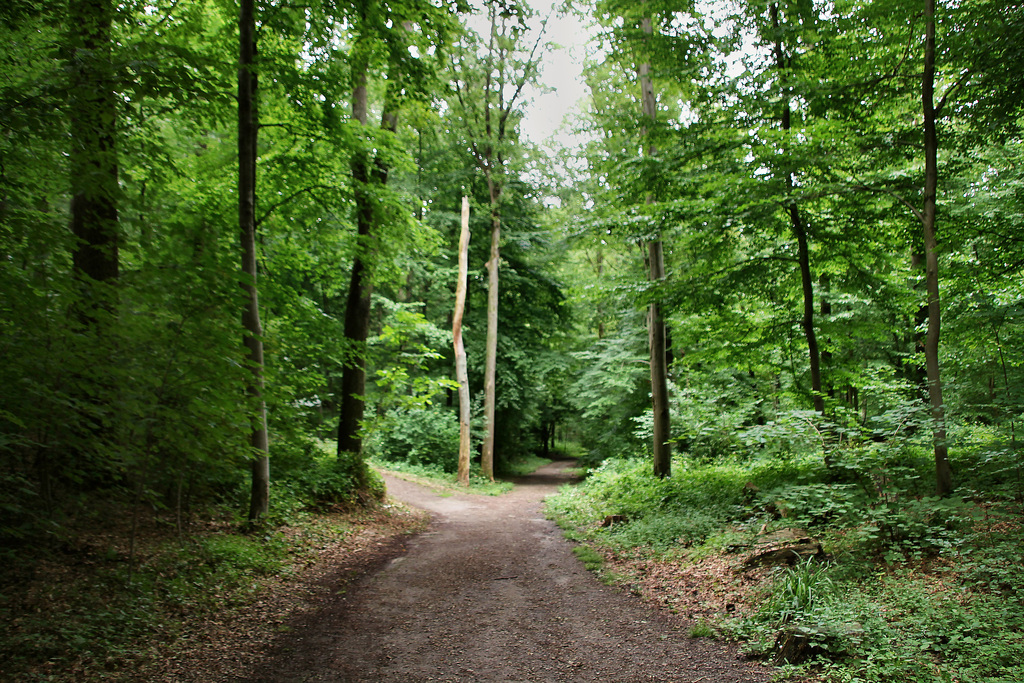 Laerholz, Waldweg (Bochum-Querenburg) / 10.07.2021