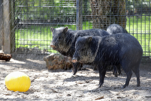 Halsbandpekaris unter der Dusche (Wilhelma)