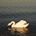 The Swan of Punta Grò