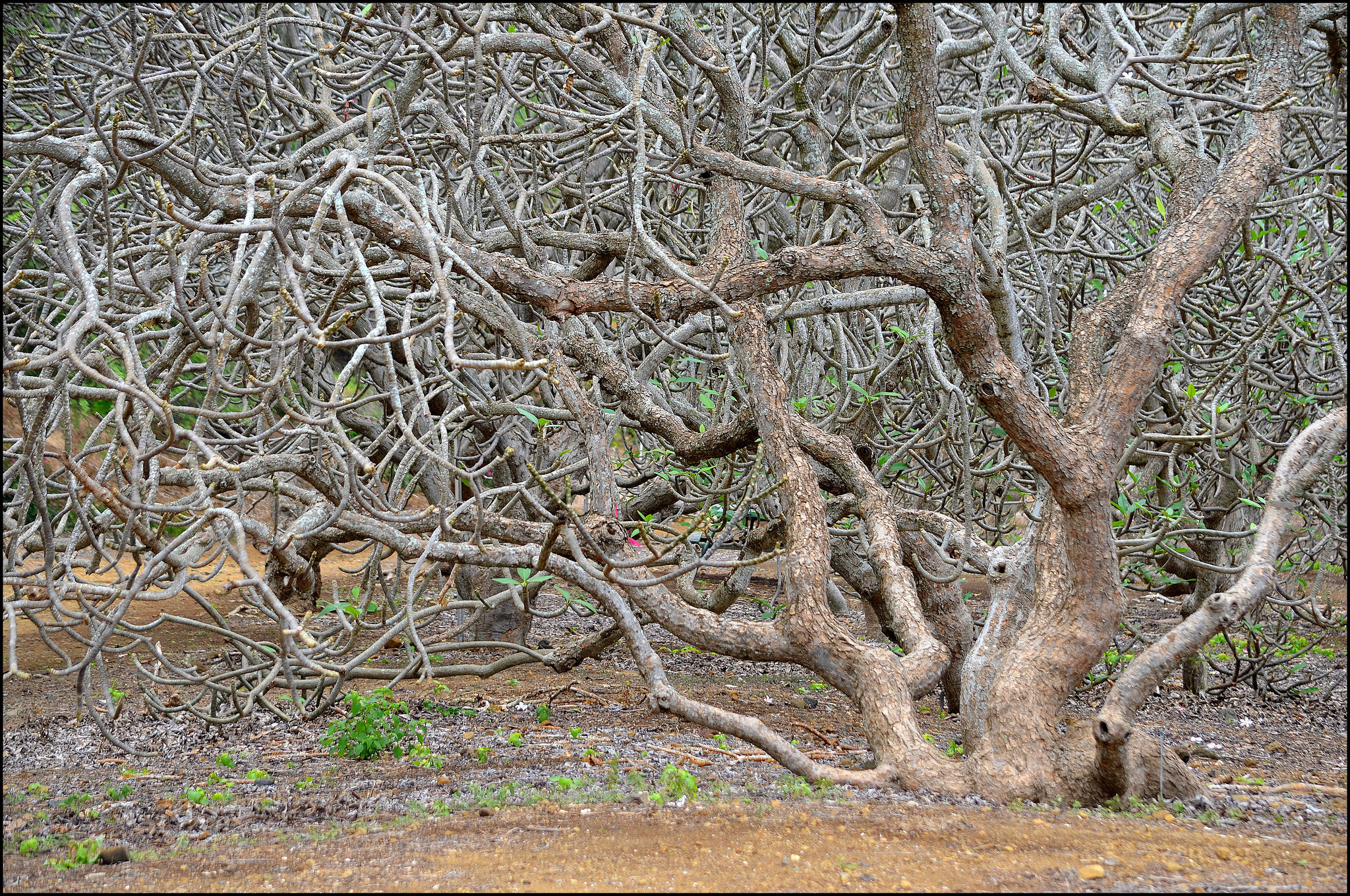 detail - Kokohead Crater Botanical Garden