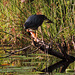 Green Heron