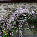 Courtyard Clematis in bloom